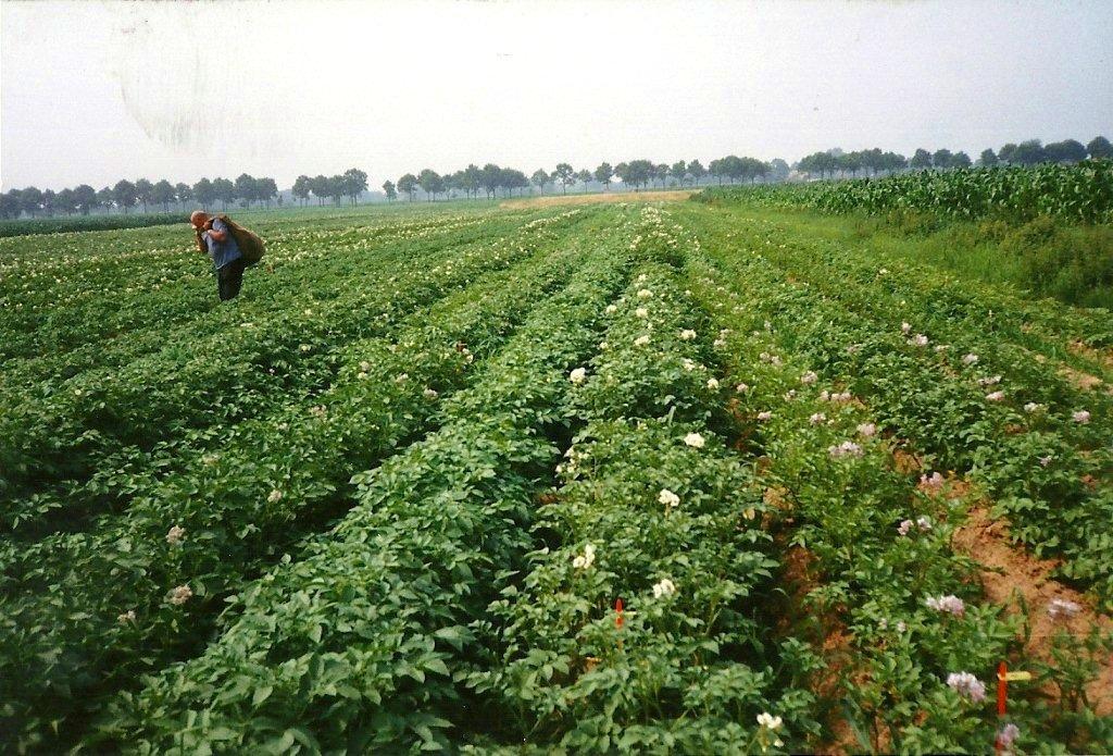 Jan Plas in de zaailingen