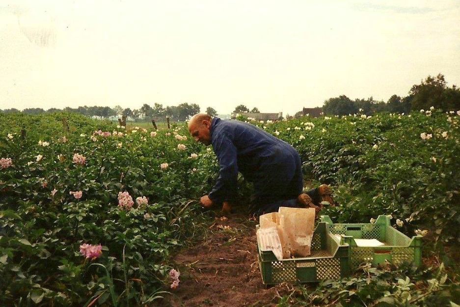 Jan Plas oogst zaailingen