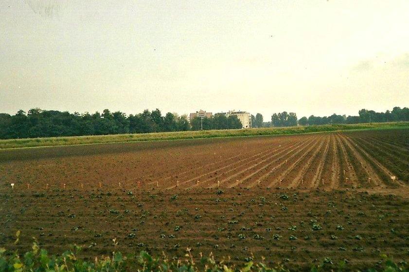 Jan Plas oogst zaailingen