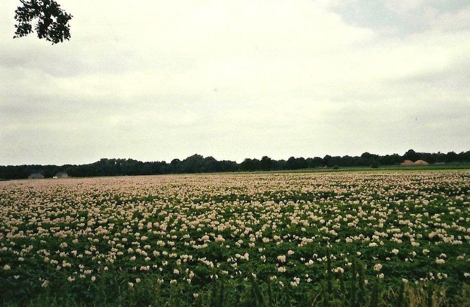 Poters in bloei